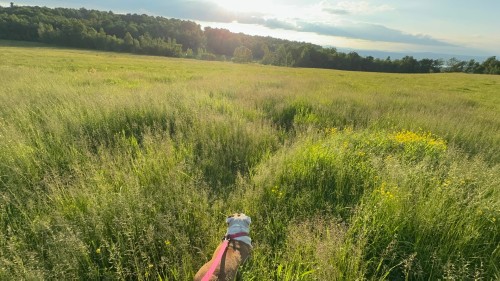 Vue d'ensemble - 275 Ch. Gingras, Sainte-Catherine-De-Hatley, QC 