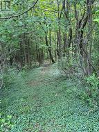 Pathway to the ravine - 
