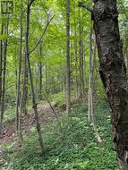 Ravine trail - 