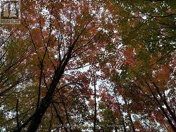 Autumn colours in the ravine - 