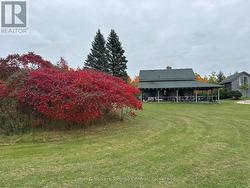 Autumn sumac - 