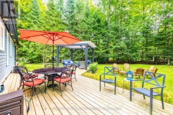 Surrounded by trees - 