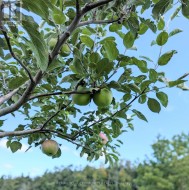Apples ripening soon! - 