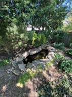 summer pond - 