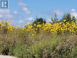 Lovely field flowers - 