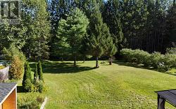 Park like back yard! No neighbours behind. - 