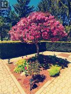 Flowering tree with pink blossoms, surrounded by a landscaped garden bed, paver walkway, and manicured hedge - 