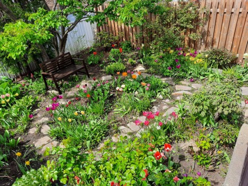 Jardin - 5735 Rue Hector-Desloges, Montréal (Rosemont/La Petite-Patrie), QC 