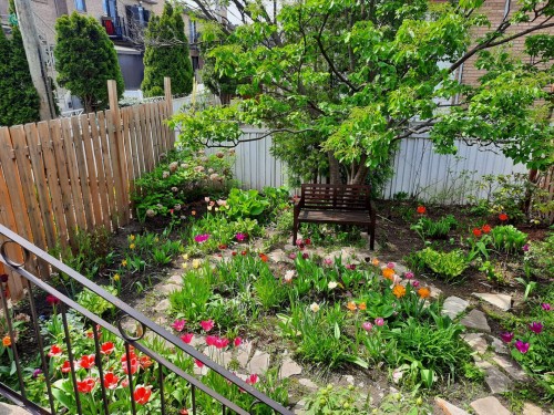 Jardin - 5735 Rue Hector-Desloges, Montréal (Rosemont/La Petite-Patrie), QC 