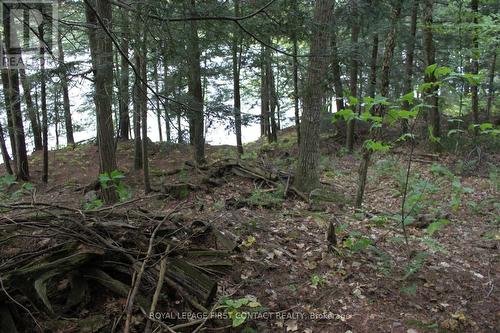 10 Healey Lake Road, The Archipelago, ON 