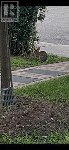 Bunny - 110 Lakeside Avenue, Toronto, ON 
