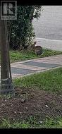 Bunny - 