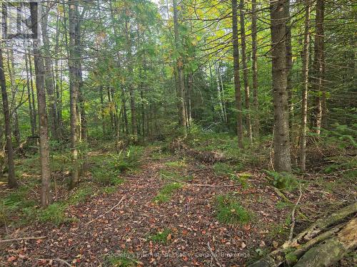 349749 4Th Concession B, Grey Highlands, ON 