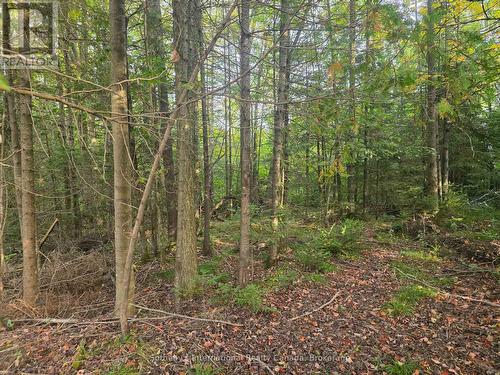 349749 4Th Concession B, Grey Highlands, ON 