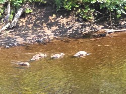 Bord de l'eau - 