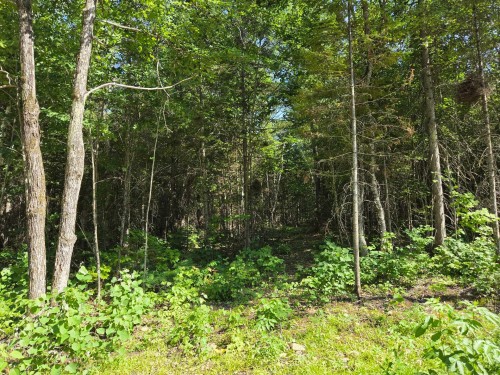 Boisé - Rue Jean-Marc, Sainte-Émélie-De-L'Énergie, QC 