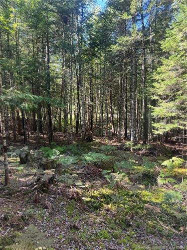 342 Tripp Settlement Rd, Keswick Ridge, NB 