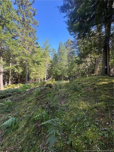 342 Tripp Settlement Rd, Keswick Ridge, NB 