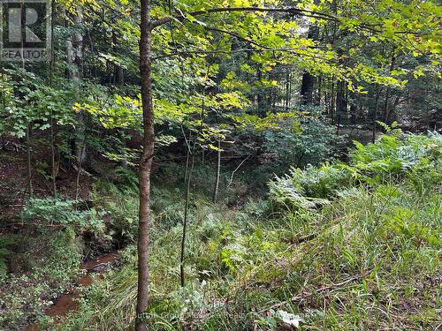 Creek - 120 Line Hill Road, Huntsville (Chaffey), ON 