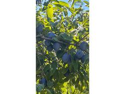 plum tree - 