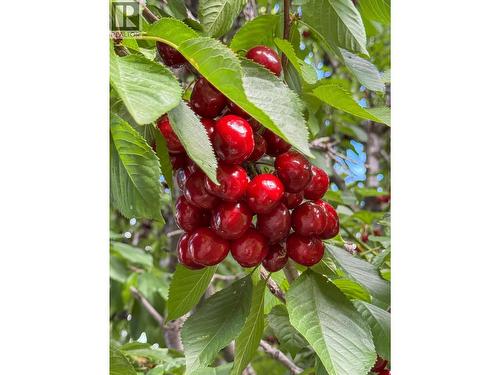 cherry tree - 1113 Mt Fosthall Drive, Vernon, BC 