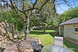 Large backyard with mature fruit trees! - 