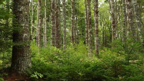 Lots 8 9 10 11 Old Renfrew Road, Nine Mile River, NS 