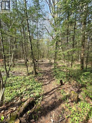 Wooded property featuring a natural ground path, diverse trees, undergrowth, and a clearing - 2516 Irish Line, Coldwater, ON 