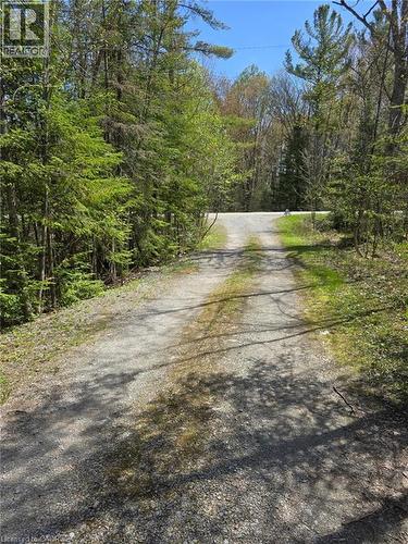 Gravel driveway surrounded by mature trees and natural landscaping - 2516 Irish Line, Coldwater, ON 