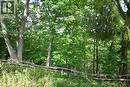 Wood split-rail fence bordering a densely wooded area with mature trees - 781 Oakdale Avenue, Burlington, ON 