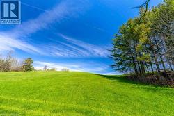 Expansive green lawn with a gentle slope, bordered by mature evergreen trees - 
