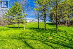 Expansive green lawn with mature trees and a clear blue sky - 