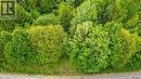 Lush foliage leads the way into the lot - 1148 Mt St Patrick Road, Admaston/Bromley, ON 