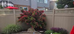 Flowering Rhododendron - 