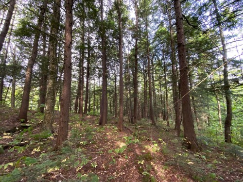 Terre/Terrain - 131 Mtée Rochon, Ripon, QC 