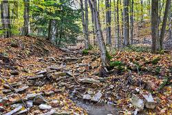Soothing Creek - 
