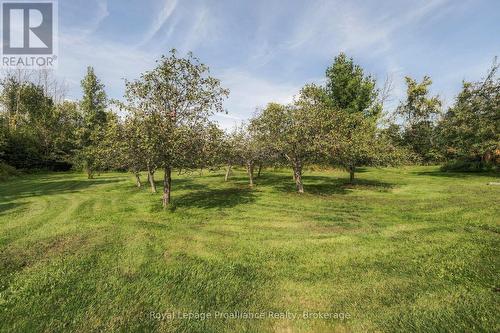 Apple Orchard - 16 Bonisteel Road, Quinte West (Sidney Ward), ON 