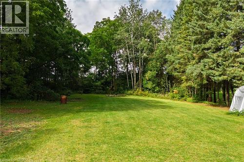 Generous grassy area framed by mature deciduous and coniferous trees - 78 Oak Street, Simcoe, ON 