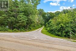 Tree lined laneway - 