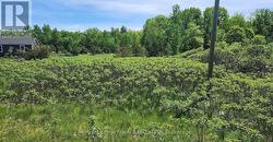 LOT 14 TRENT RIVER ROAD Trent Hills, ON K0L 1Z0