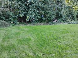 Back lawn to the treeline - 