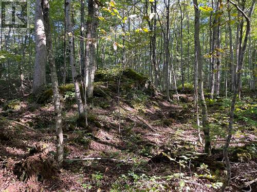 Mature trees and beautiful rockery - 135 North Diagonal, South Bruce Peninsula, ON 