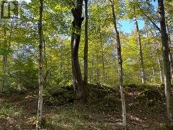 Trail easily accessible by walking or ATV - 