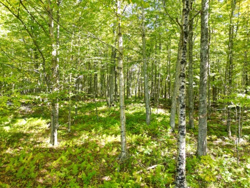 Érablière - 39Z Ch. Galson, Lingwick, QC 