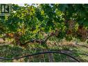5355 Trepanier Bench Road, Peachland, BC 