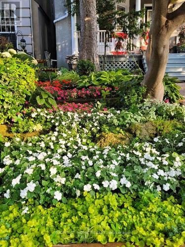 Front Garden - 219 Broadway Avenue, Toronto, ON 