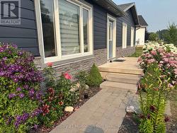 Flowering clematis vine along interlock sidewalk. - 