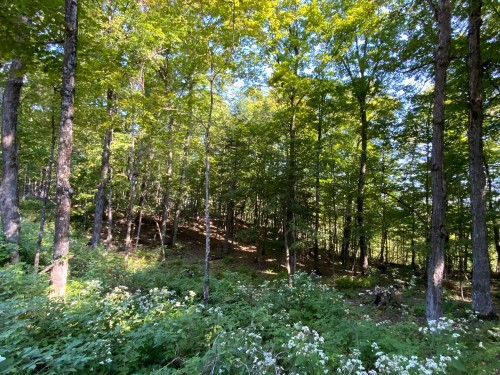 Terre/Terrain - Ch. Mcdonald, Harrington, QC 