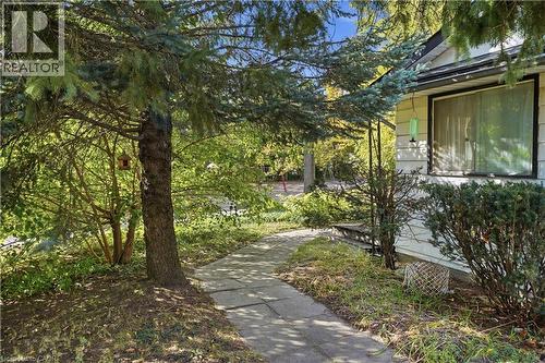 Stone pathway leading to the residence, complemented by established evergreen trees and maintained shrubbery - 12 Hill Street, Kitchener, ON 