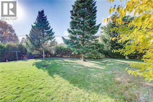 Expansive backyard featuring a level lawn, mature evergreen trees, and perimeter hedging - 46 Traynor Avenue, Kitchener, ON 